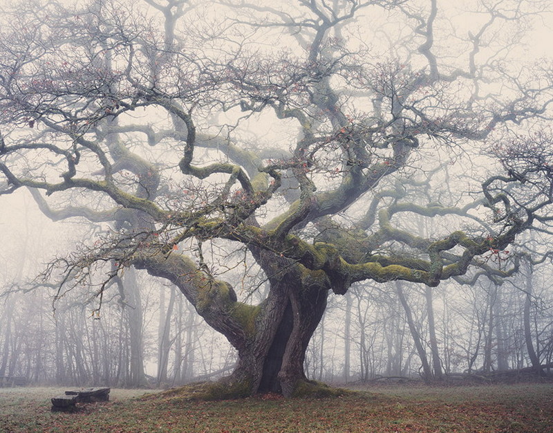 Кошачья грация в фарфоре и фотографиях: новая выставка открылась в Приморье